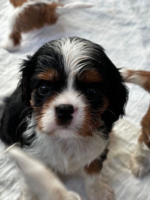 Cavalier King Charles Spaniel Puppies breeder image 3