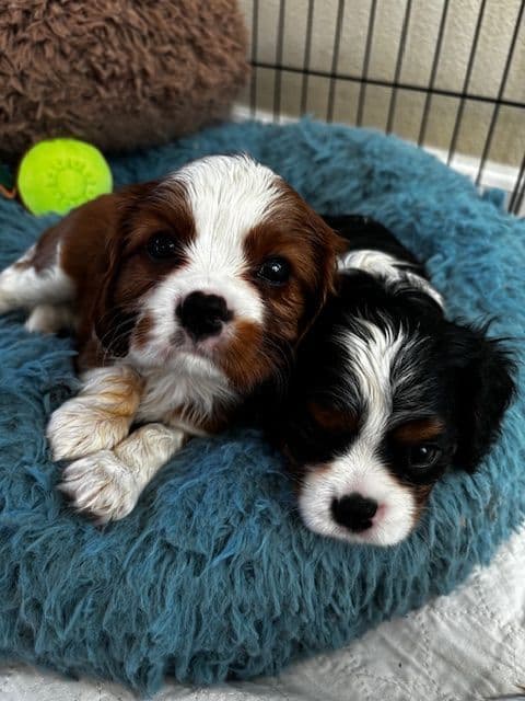 Cavalier King Charles Spaniel Puppies breeder image 4