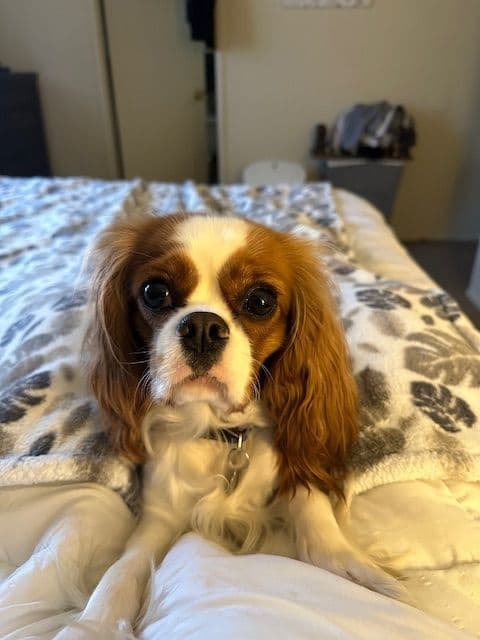 Cavalier King Charles Spaniel Puppies breeder image 5