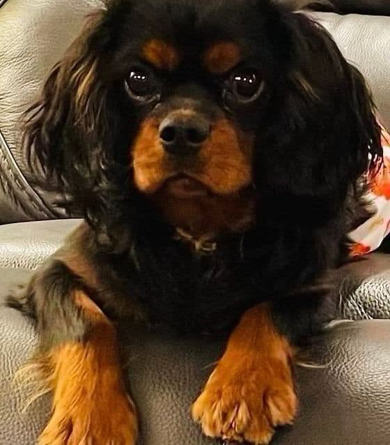 Cavalier King Charles Spaniel Puppies breeder image 6