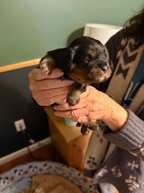 Cavalier King Charles Spaniel Puppies media 2