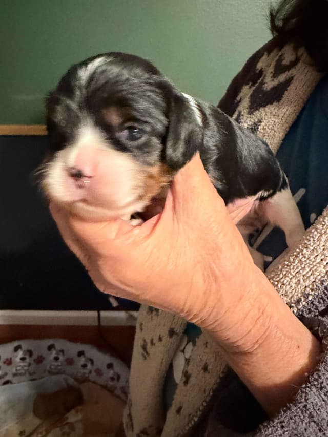 Cavalier King Charles Spaniel Puppies media 3