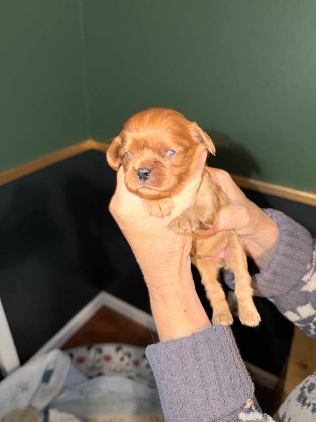 Cavalier King Charles Spaniel Puppies media 6
