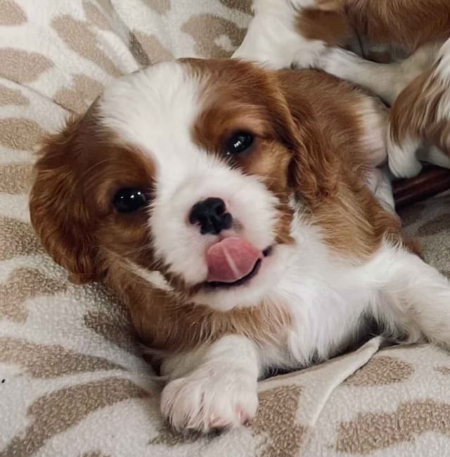 Cavalier King Charles Spaniel Puppies media 7