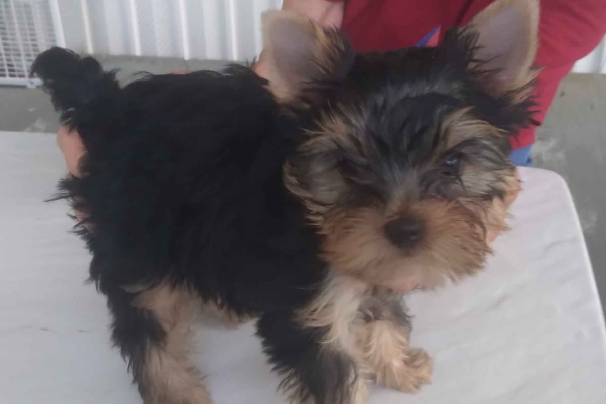 Yorkshire Terrier Puppies breeder image 1