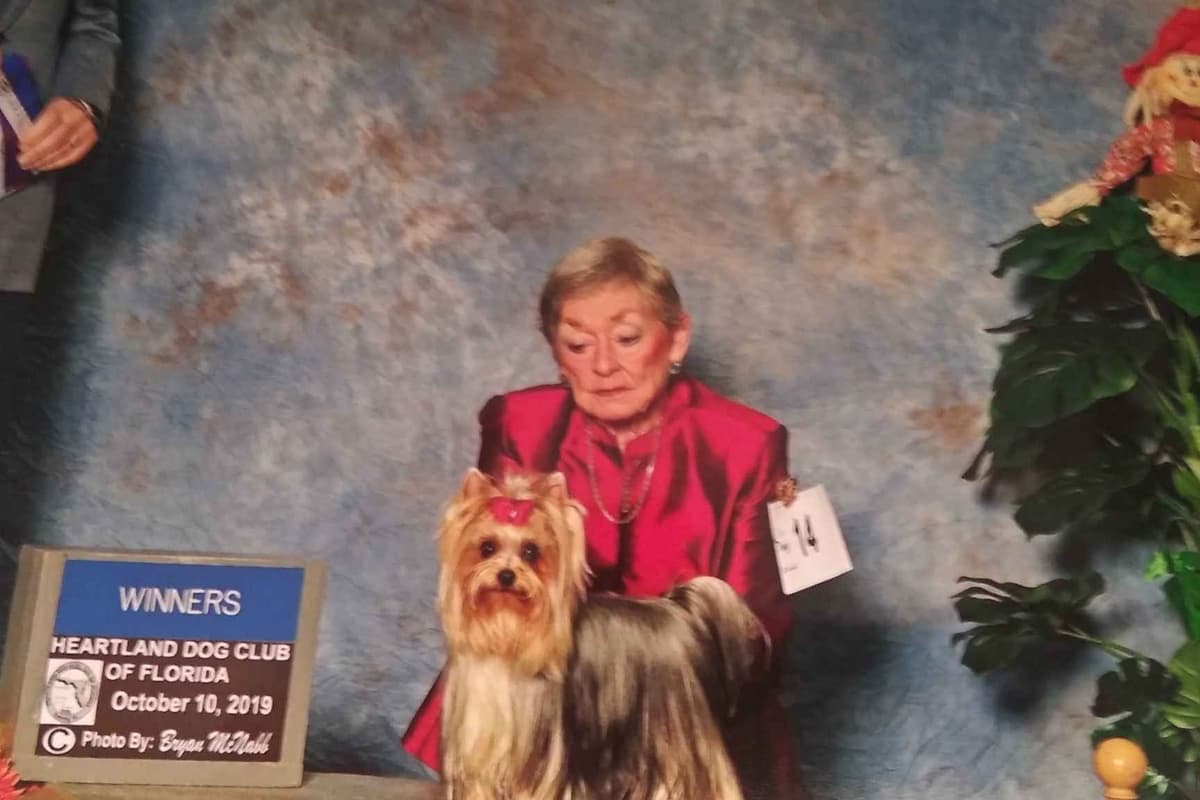 Yorkshire Terrier Puppies breeder image 2