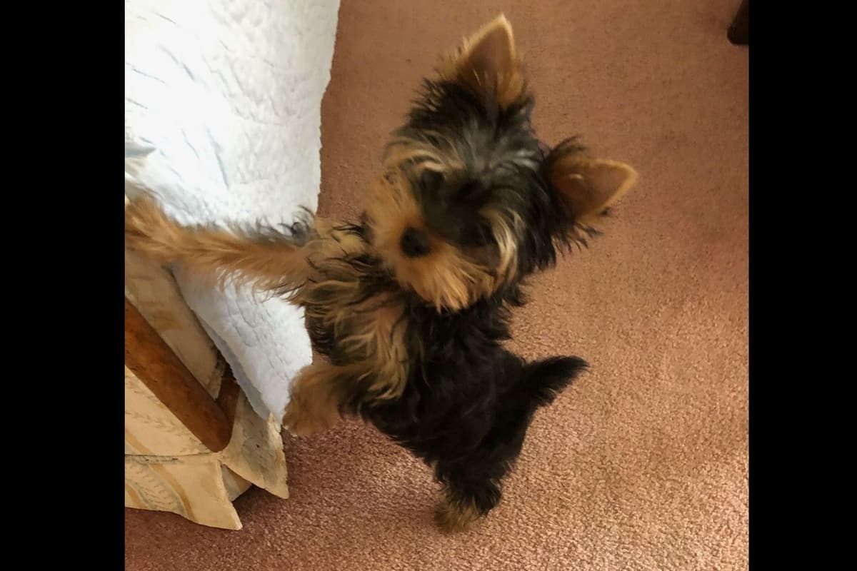 Yorkshire Terrier Puppies breeder image 3