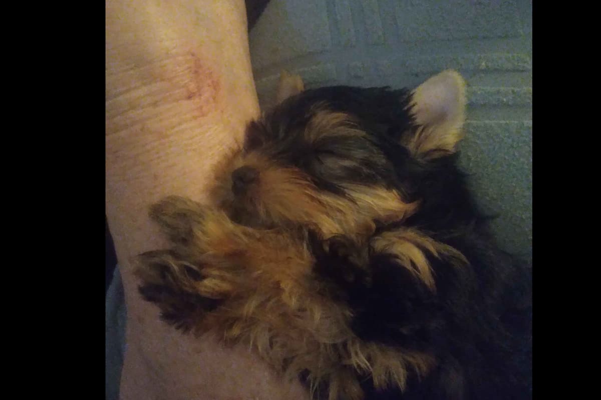 Yorkshire Terrier Puppies breeder image 4