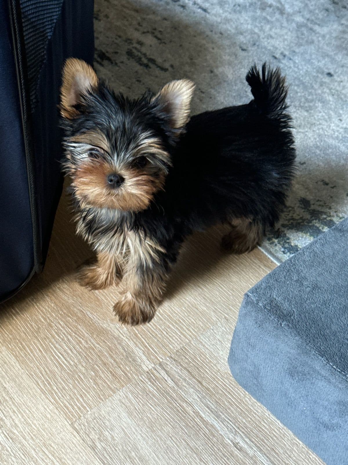 Yorkshire Terrier Puppies breeder image 5