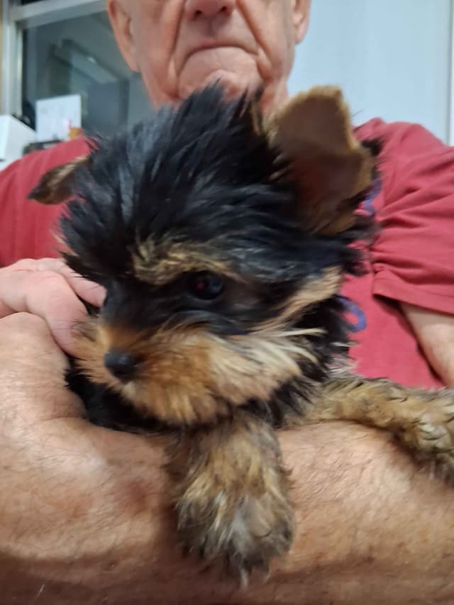 Yorkshire Terrier Puppies media 2