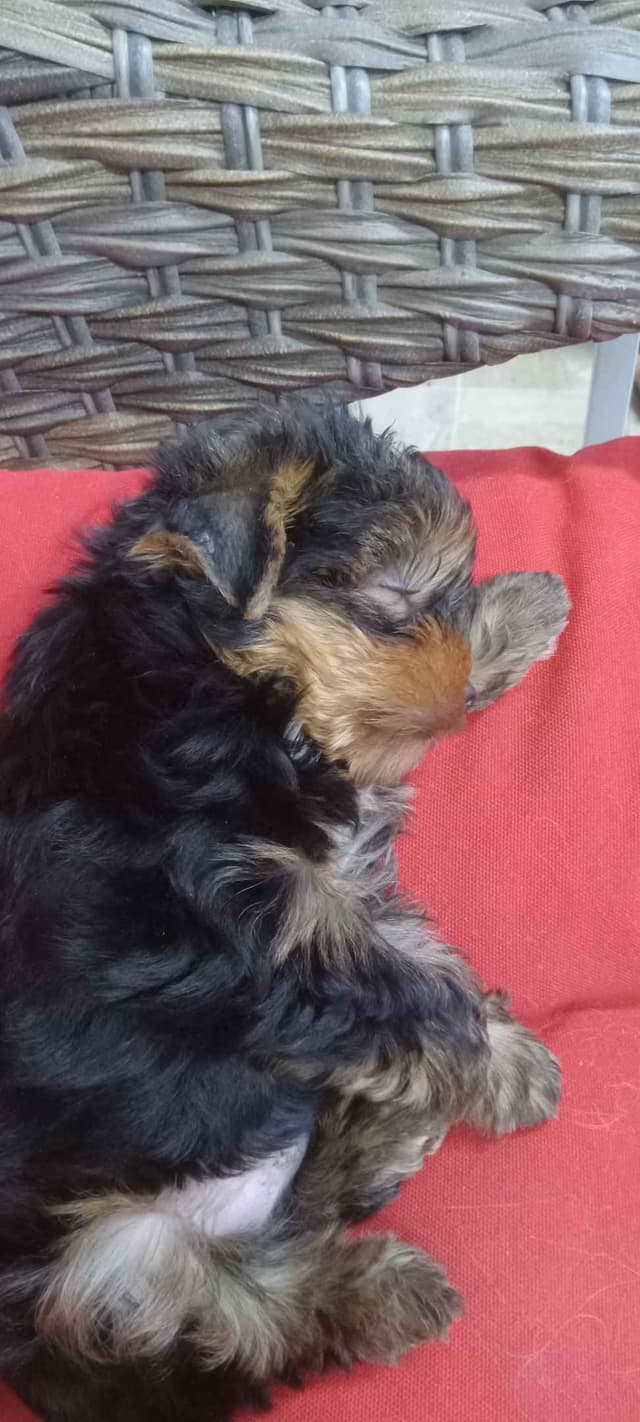 Yorkshire Terrier Puppies media 4