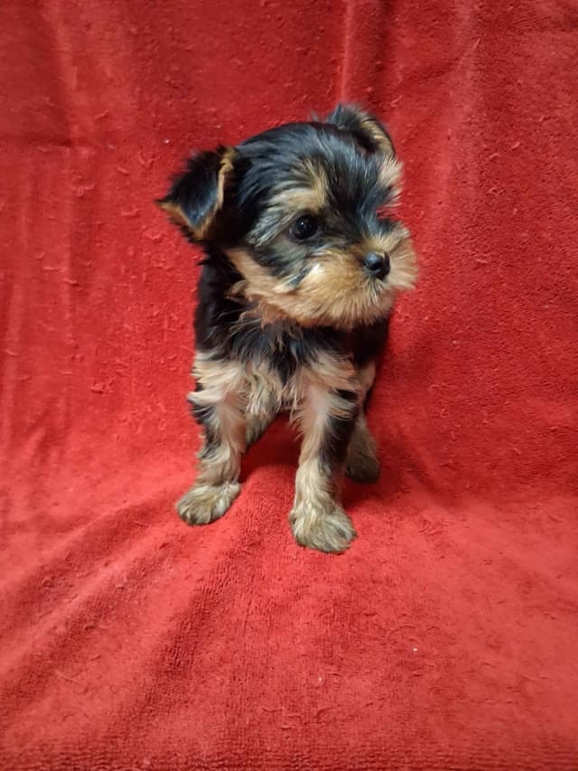 Yorkshire Terrier Puppies media 5