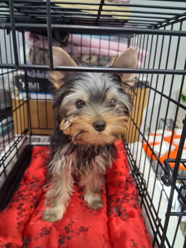 Yorkshire Terrier Puppies media 7