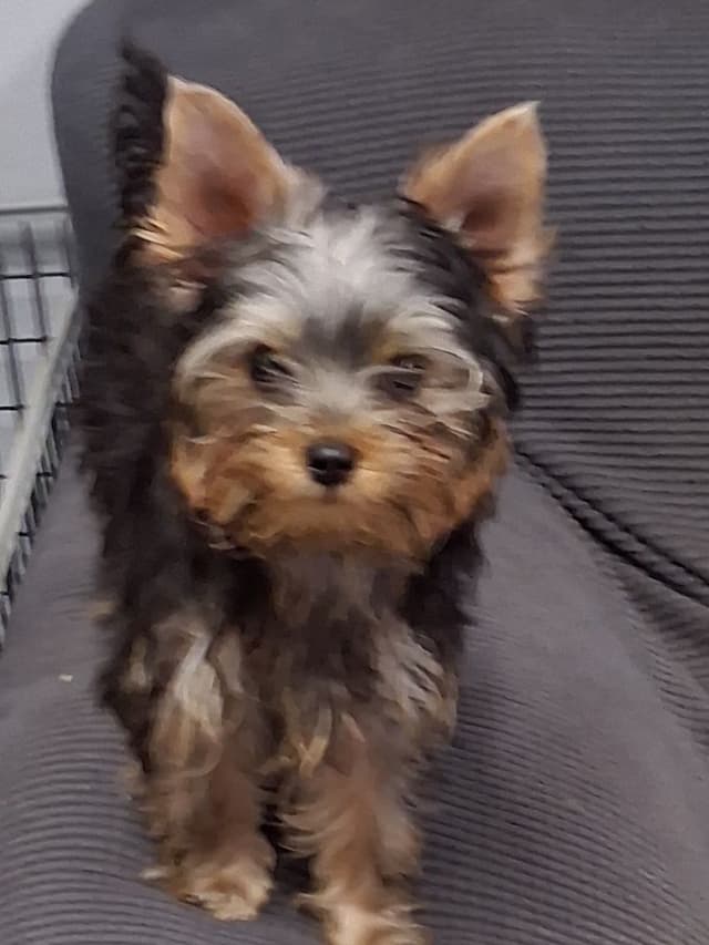 Yorkshire Terrier Puppies media 8