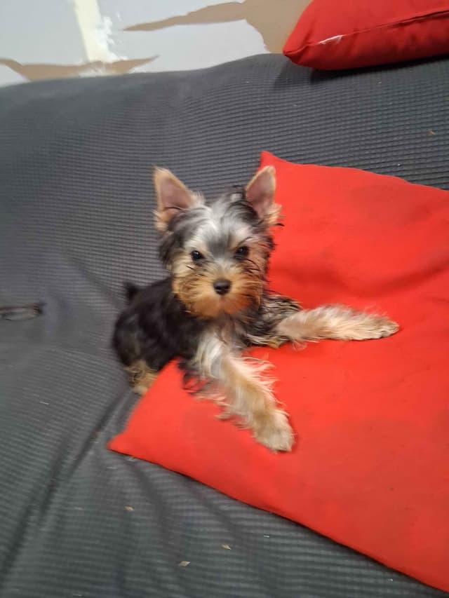 Yorkshire Terrier Puppies media 9
