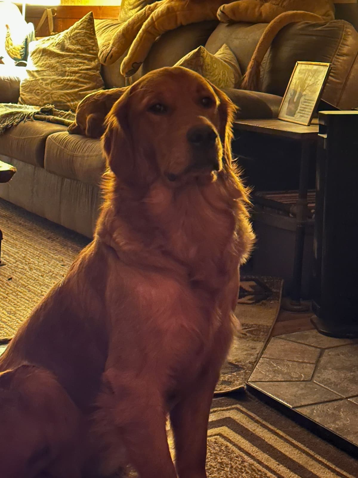 Golden Retriever Puppies breeder image 2