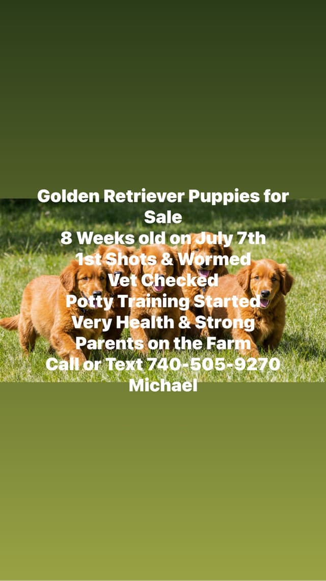 Golden Retriever Puppies media 2