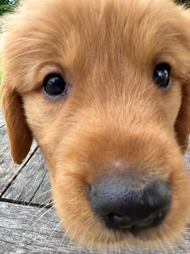 Golden Retriever Puppies media 5