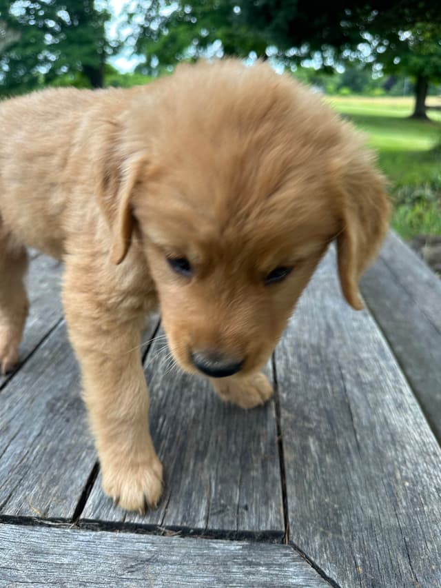 Golden Retriever Puppies media 3