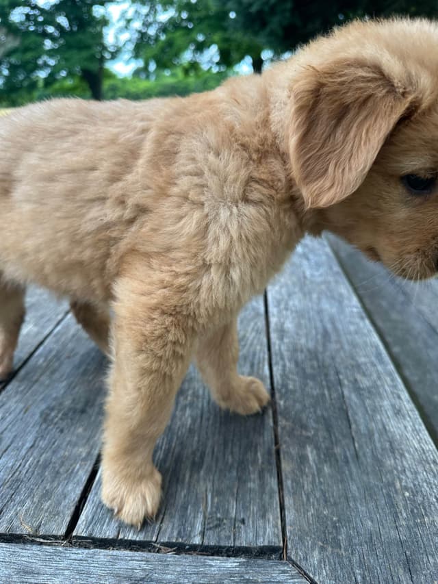 Golden Retriever Puppies media 6