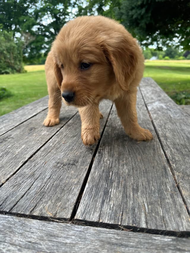 Golden Retriever Puppies media 7
