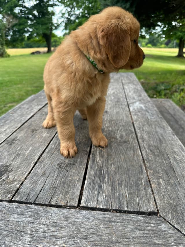 Golden Retriever Puppies media 8