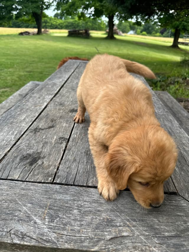 Golden Retriever Puppies media 9