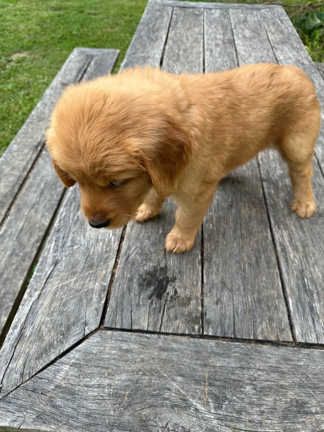 Golden Retriever Puppies media 10