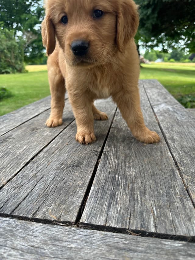 Golden Retriever Puppies media 11