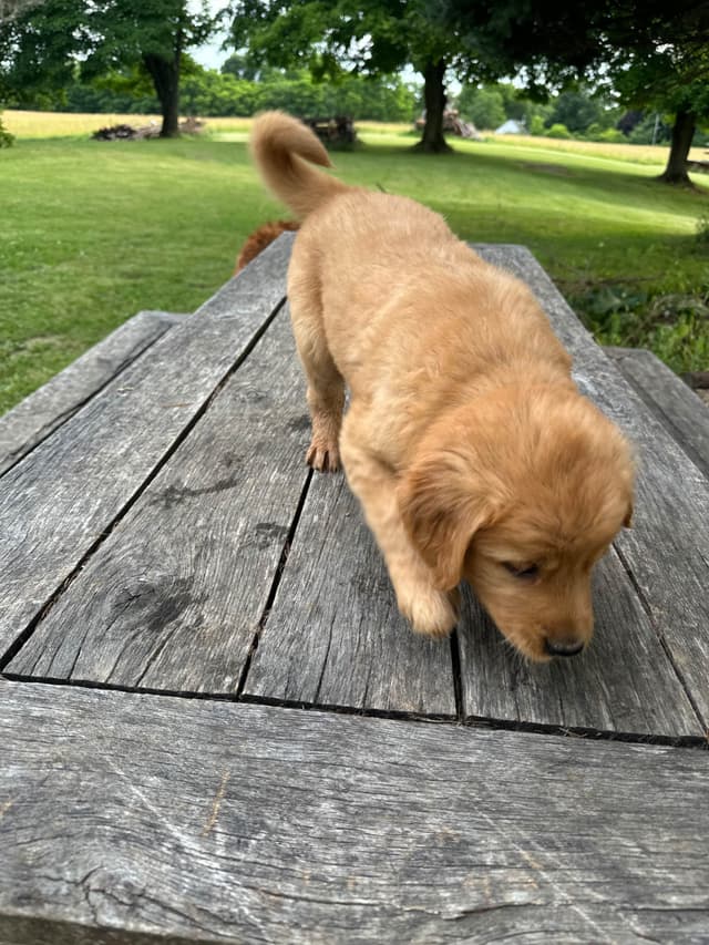 Golden Retriever Puppies media 13
