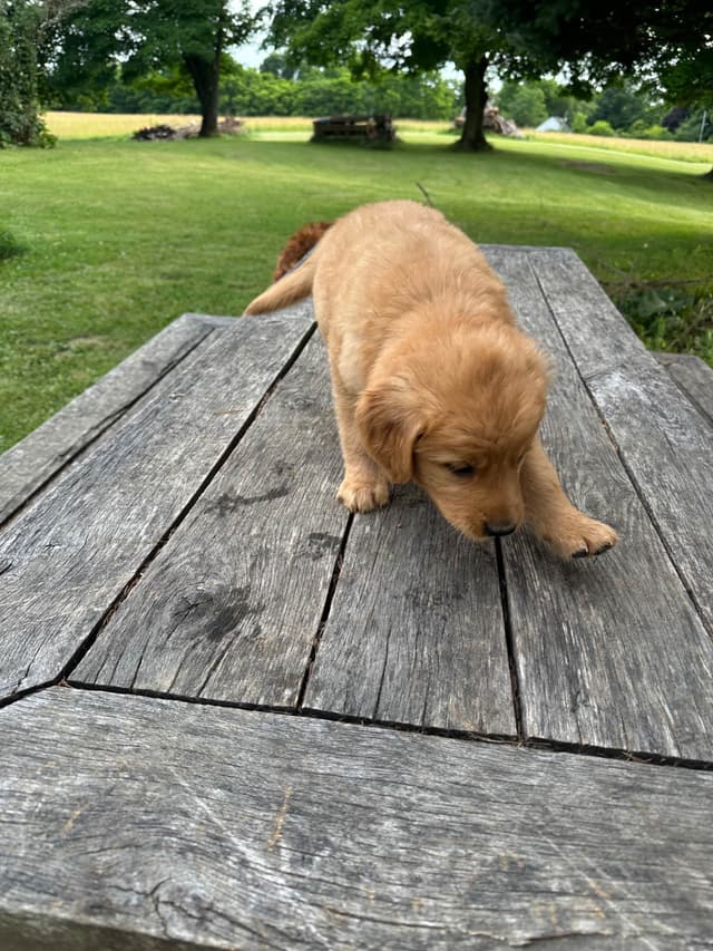 Golden Retriever Puppies media 14