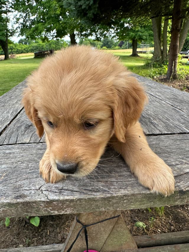 Golden Retriever Puppies media 12