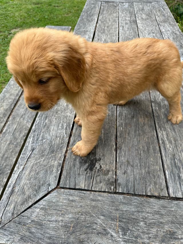 Golden Retriever Puppies media 18