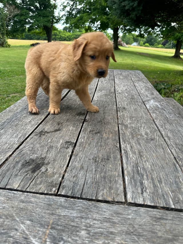 Golden Retriever Puppies media 15