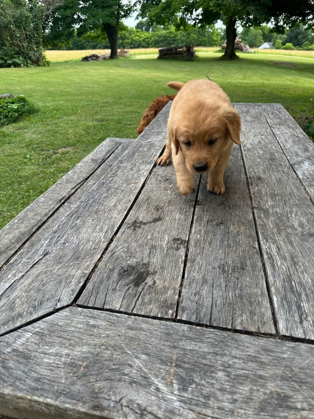 Golden Retriever Puppies media 16