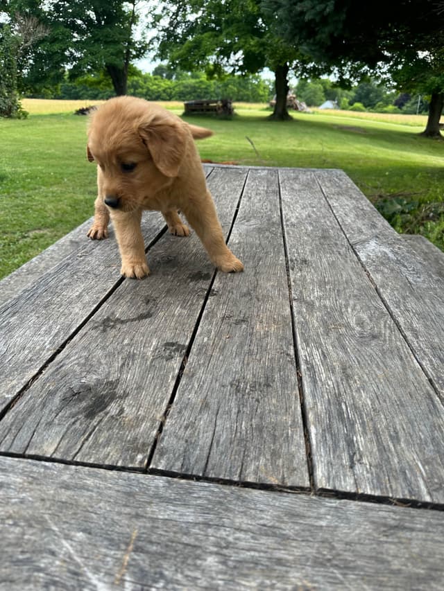 Golden Retriever Puppies media 17