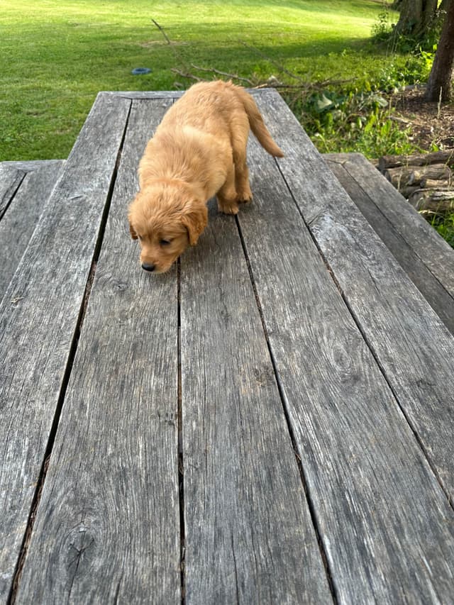 Golden Retriever Puppies media 19