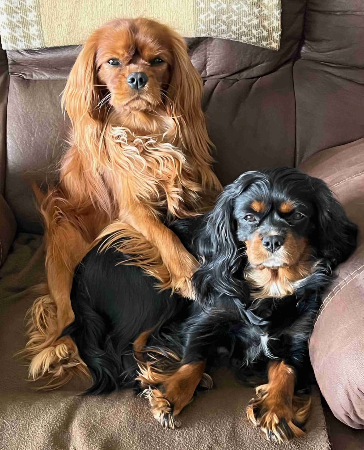 Cavalier King Charles Spaniel Puppie breeder image 1
