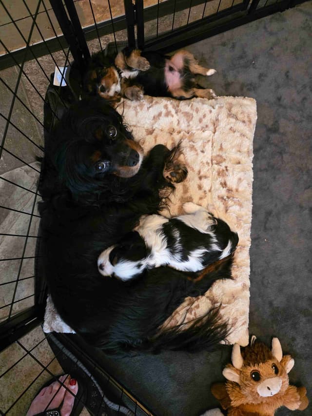 Cavalier King Charles Spaniel Puppie media 2