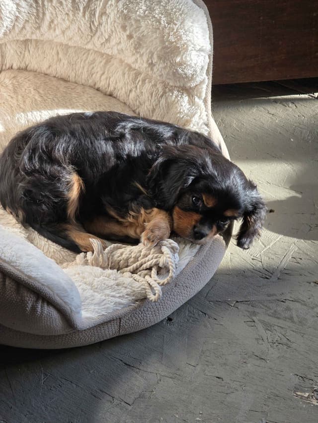 Cavalier King Charles Spaniel Puppie media 3