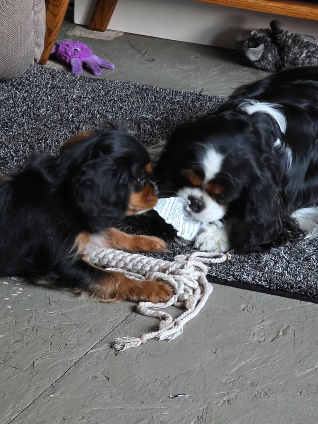 Cavalier King Charles Spaniel Puppie media 4