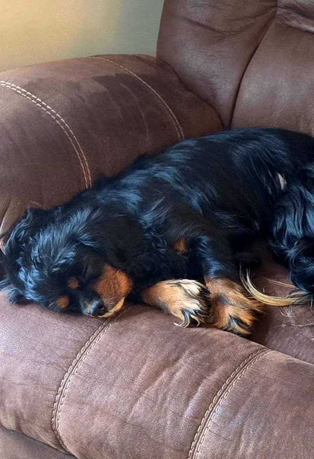 Cavalier King Charles Spaniel Puppie media 5