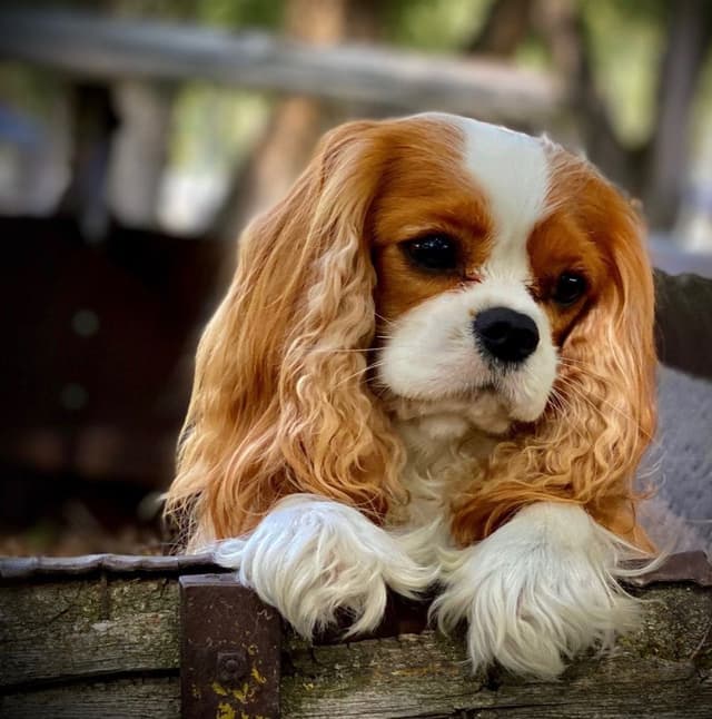 Cavalier King Charles Spaniel Puppie media 7
