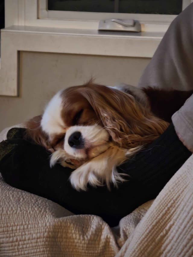 Cavalier King Charles Spaniel Puppie media 8
