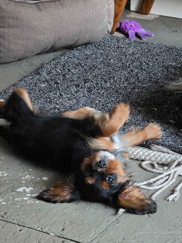 Cavalier King Charles Spaniel Puppie media 11