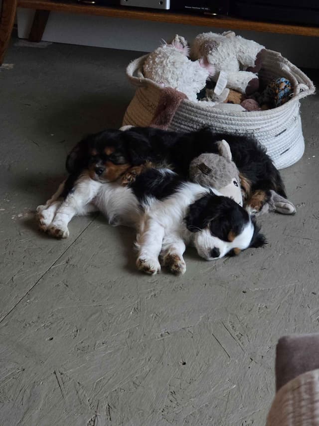 Cavalier King Charles Spaniel Puppie media 10