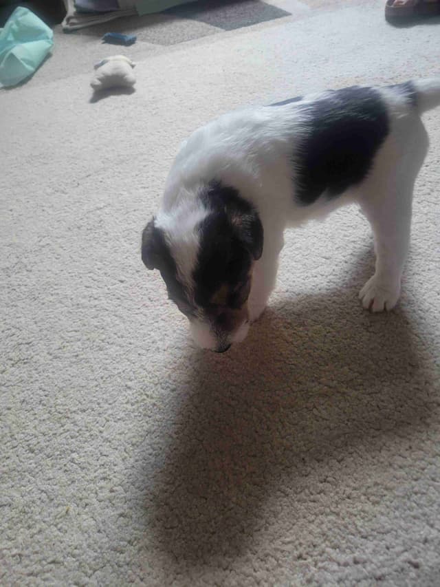 Wire Fox Terrier Puppies media 2