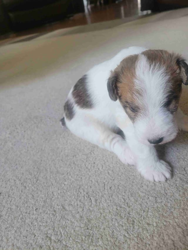 Wire Fox Terrier Puppies media 3