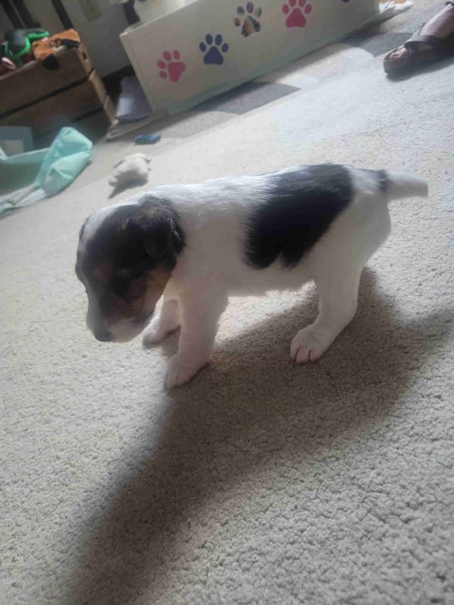 Wire Fox Terrier Puppies media 4