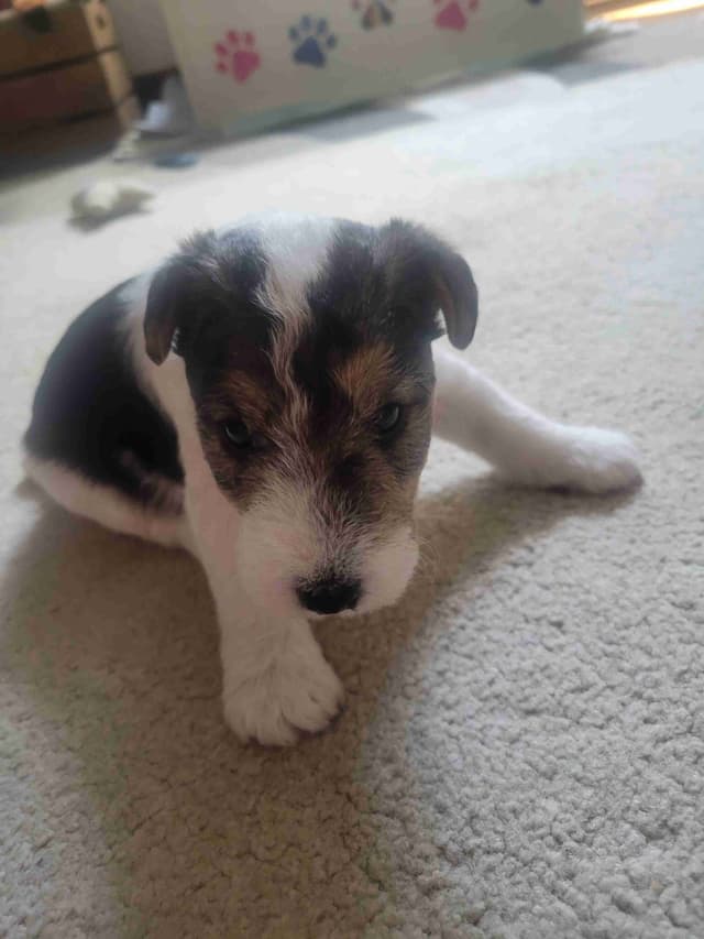 Wire Fox Terrier Puppies media 5